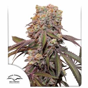 Dutch Passion - Auto Candy Bubatz XL