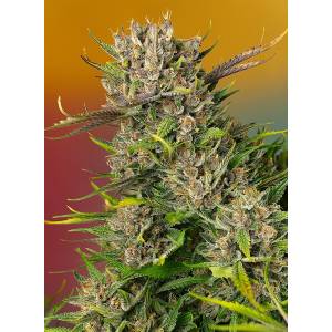 Sweet Seeds - Papaya Zoap Auto