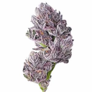 Growers Choice - Iced Sangria Triploid F1
