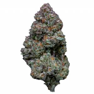 Growers Choice - RS11