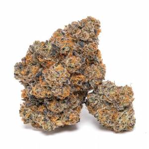 Growers Choice - King Louis Garcia