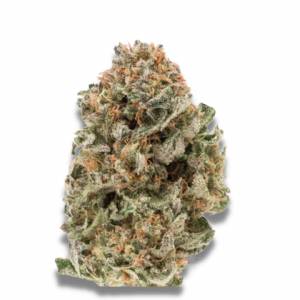 Growers Choice - MAF Mighty Amstel Freezeland Fast Version