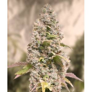 High Speed Buds - Gorilla Cookies Fast - 1 fem