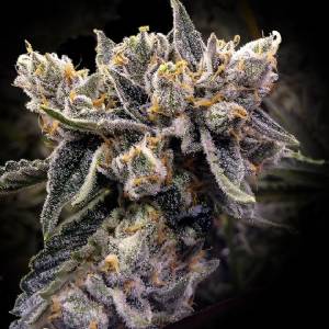 DNA Genetics - Bruised Banana