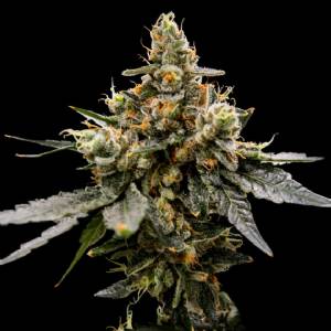 DNA Genetics - Gaz Money