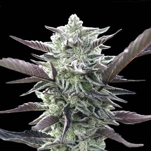 00 Seeds - Oreoz - 5 fem