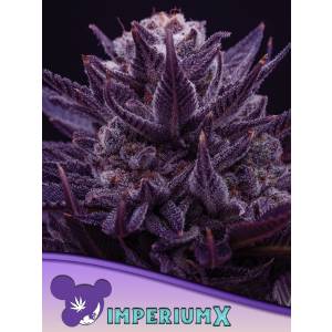 Anesia Seeds - IMPERIUM X - 10 fem