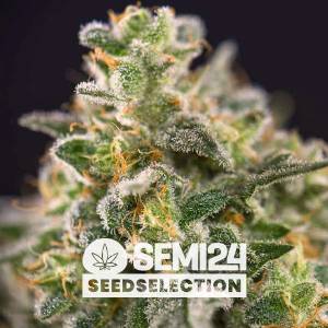 Semi24 Seedselection - Chocolope