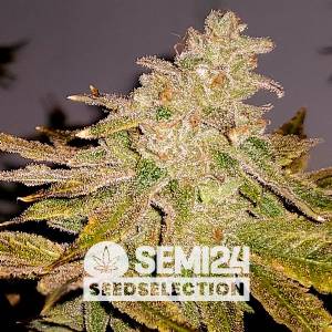 Semi24 Seedselection - Lemon Gelato