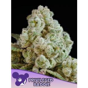 Anesia Seeds - Privileged Baddie