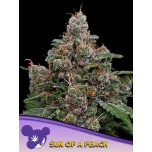 Anesia Seeds - Sun of a Peach