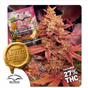 Dutch Passion - Pink Banana Runtz Limited Edition - 5 fem