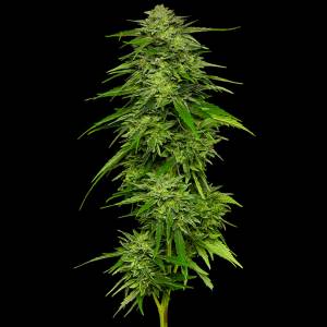 Humboldt Seed Company - Mango Sherbert