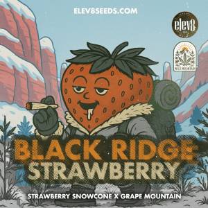 Elev8 Seeds - Black Ridge Strawberry