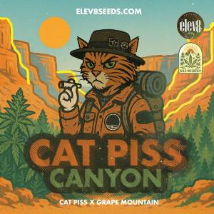 Elev8 Seeds - Cat Piss Canyon - 3 fem