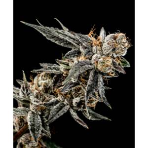 Elev8 Seeds - Gelato Punch