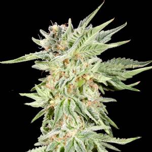 Elev8 Seeds - Gelato Sundae