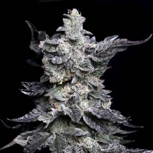 Elev8 Seeds - Granny s Apple Fritter - 6 fem