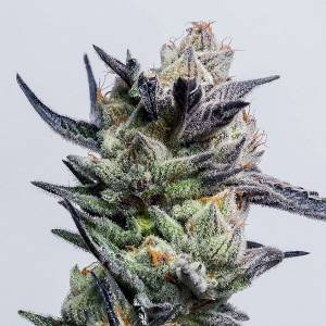 Elev8 Seeds - Huckleberry Punch - 6 fem