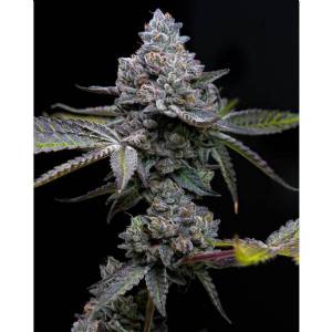 Barney s Farm - Apple Fritter - 10 fem