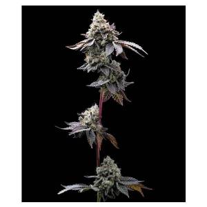 Barney s Farm - GMO Cookies - 1 fem