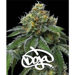 Barney s Farm - RS11 x Banana OG - 1 fem