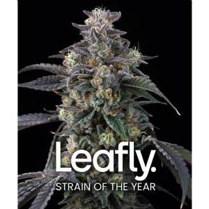 Barney s Farm - Super Boof - 1 fem