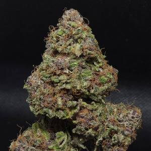 Elev8 Seeds - Midnight Bessie Autoflower - 3 auto