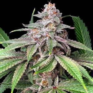 Elev8 Seeds - Mystery Made 2 - 6 fem