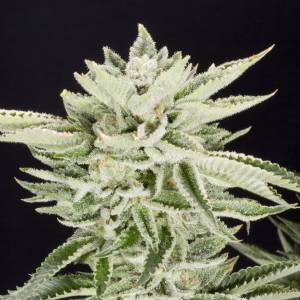 Elev8 Seeds - Sherbet - 6 fem