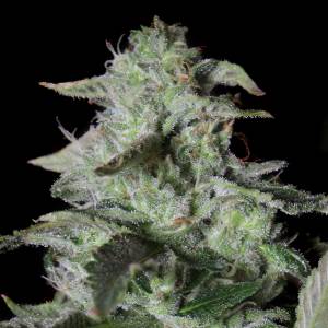 Elev8 Seeds - Sherbet Cake - 3 fem