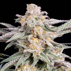 Elev8 Seeds - Snoop s Punch - 3 fem