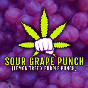 Elev8 Seeds - Sour Grape Punch - 3 fem