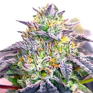 Elev8 Seeds - Spicy Guava - 6 fem