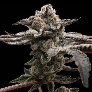 Elev8 Seeds - Tangie Candie - 6 fem