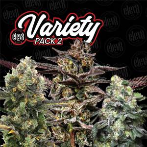 Elev8 Seeds - Variety Pack #2 - 6 fem