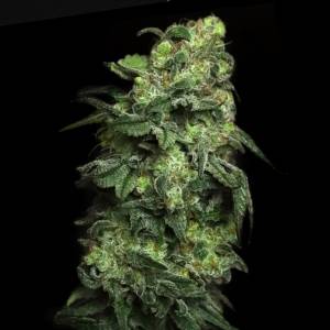 Elev8 Seeds - White Serpent - 3 fem