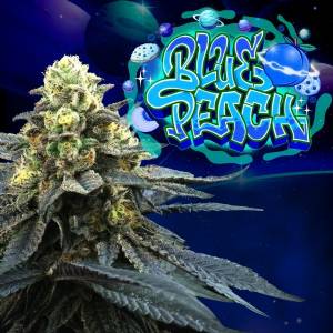 Perfect Tree - Blue Peach - 6 fem