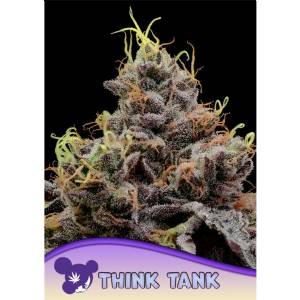 Anesia Seeds - Think Tank - 10 fem