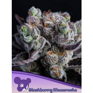 Anesia Seeds - Blackberry Moonrocks - 10 fem