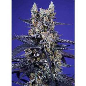 Sweet Seeds - Super Boof XL Auto