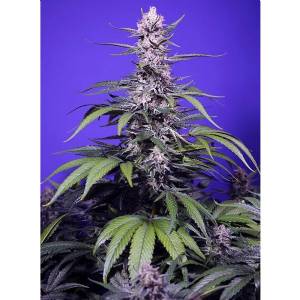 Sweet Seeds - Permanent Marker XL Auto