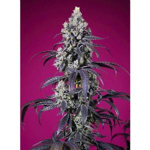 Sweet Seeds - Tropicanna Cherry XL Auto