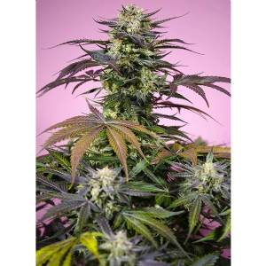 Sweet Seeds - Gelonade