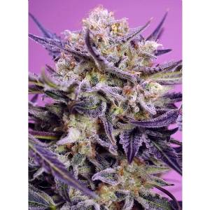 Sweet Seeds - Pink Guava F1 Fast Version