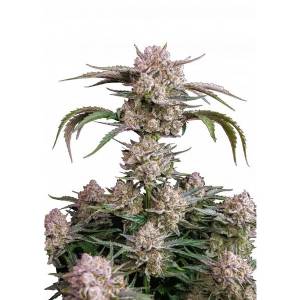 Fast Buds - Strawberry Gorilla Auto RF3