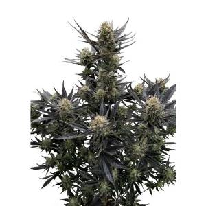 Fast Buds - Guava Auto RF3