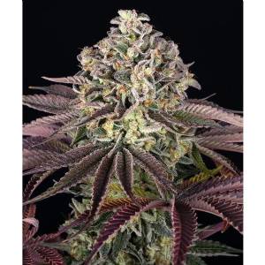 Barney s Farm - GrandDaddy Purple