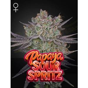 Green House Seeds - Papaya Sour Spritz