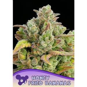 Anesia Seeds - Honey Fried Bananas - 5 fem